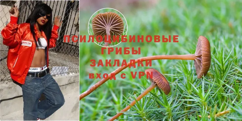 как найти наркотики  Краснотурьинск  Галлюциногенные грибы Psilocybe 